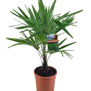 Trachycarpus fortunei