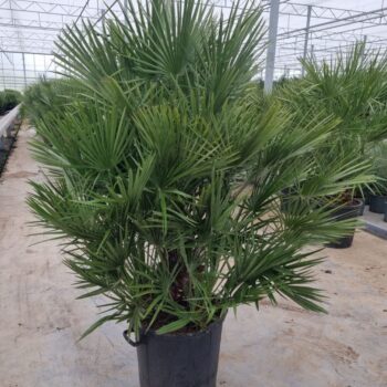 Chamaerops humilis