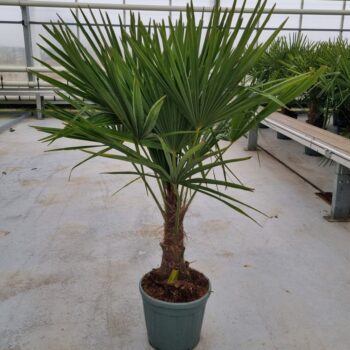 Trachycarpus fortunei