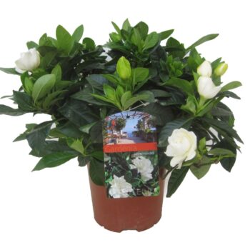 Gardenia jasminoides