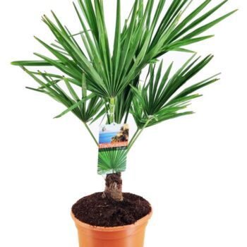 Trachycarpus fortunei