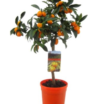 Citrus kumquat