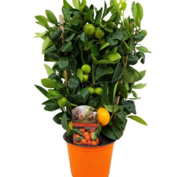Citrus calamondin