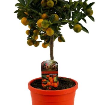 Citrus calamondin