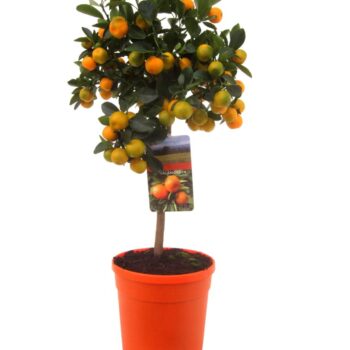 Citrus calamondin