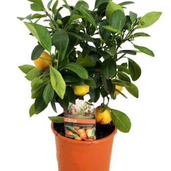 Citrus calamondin