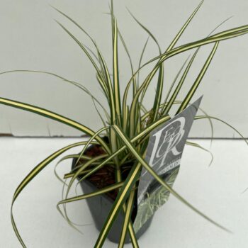 Carex Evergold