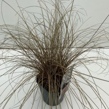 Carex Bronze Form