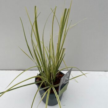 Cortaderia Splendid Star