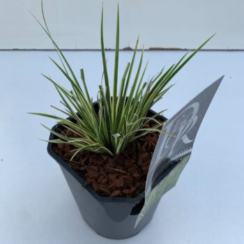 Acorus Argenteostriatus