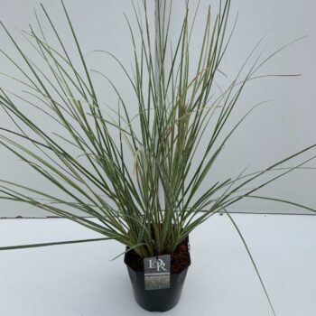 Cortaderia sell. Mini Silverpampas
