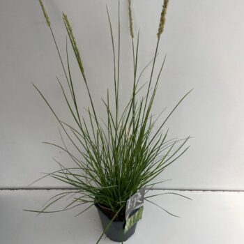 Sesleria Autumnalis