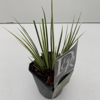 Acorus Argenteostriatus