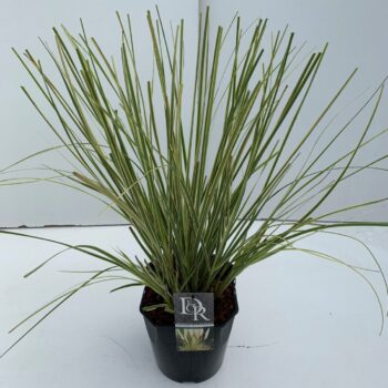 Cortaderia sell. Mini Goldpampas