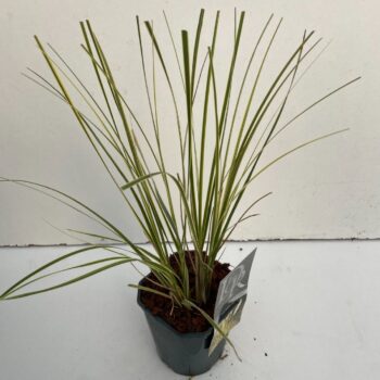Cortaderia sell. Mini Goldpampas