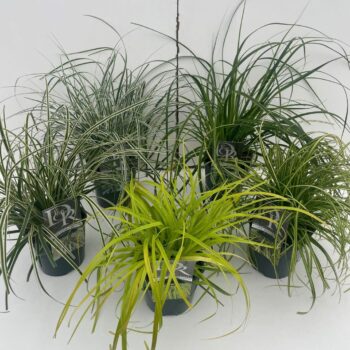 Carex Mix