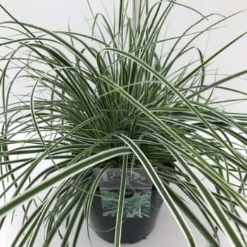 Carex Everest