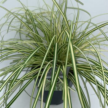 Carex Evergold