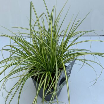 Carex Eversheen