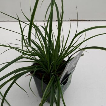 Carex Everlime