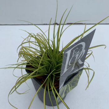 Carex Eversheen
