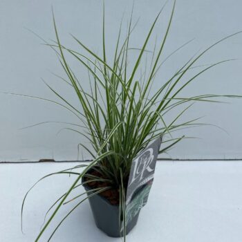Carex Everest