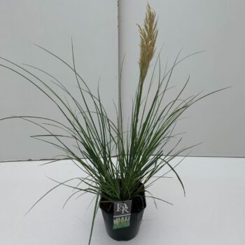 Cortaderia sell. Mini Pampas