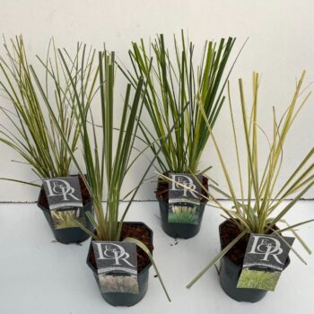 Cortaderia sell mix