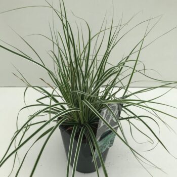 Carex Everest