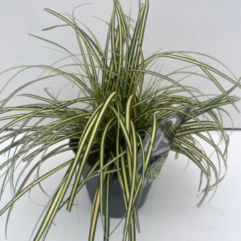 Carex Evergold