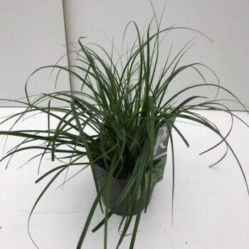 Carex Evergreen