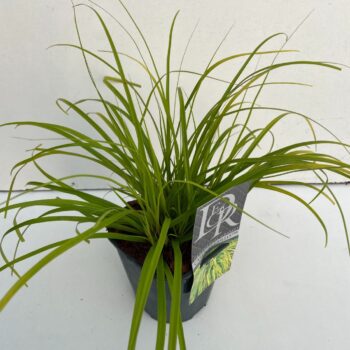 Carex Everillo
