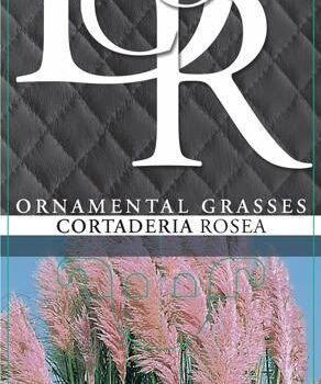 Cortaderia mix