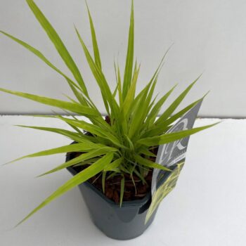 Hakonechloa macra Allgold
