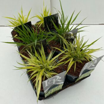 Hakonechloa mix
