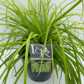 Carex Everillo
