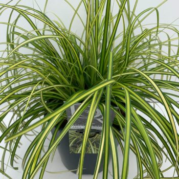 Carex Eversheen