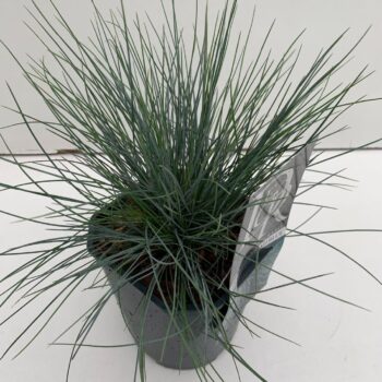 Festuca Elijah Blue
