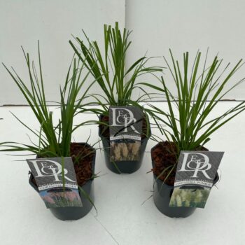 Cortaderia sell.  mix