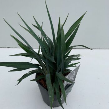 Dianella Blue Stream