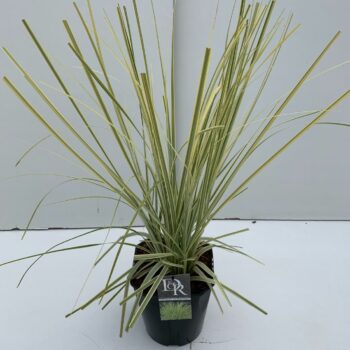Cortaderia Splendid Star