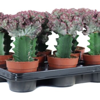 Euphorbia lactea cristata