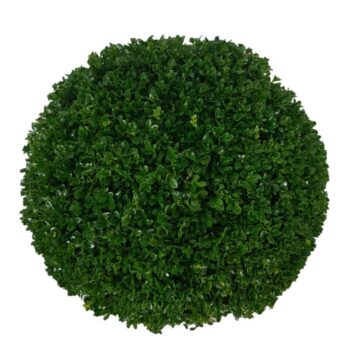 Buxus sempervirens