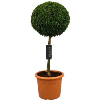 Buxus sempervirens