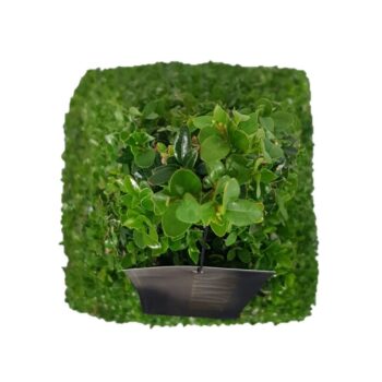 Buxus sempervirens Egypt