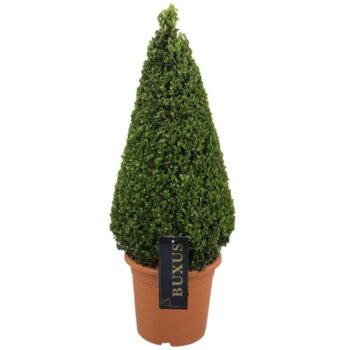 Buxus sempervirens
