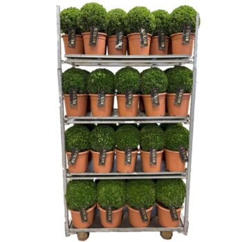 Buxus sempervirens Mix cc 2