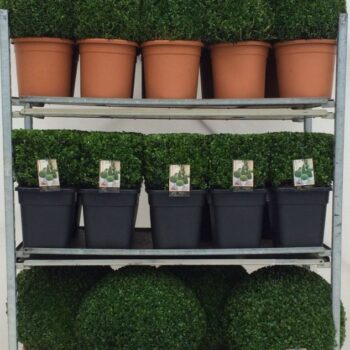 Buxus sempervirens Mix cc 5