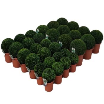Buxus sempervirens concept B4
