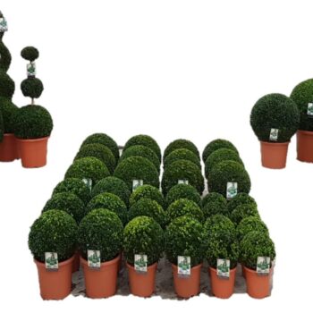Buxus sempervirens concept B5